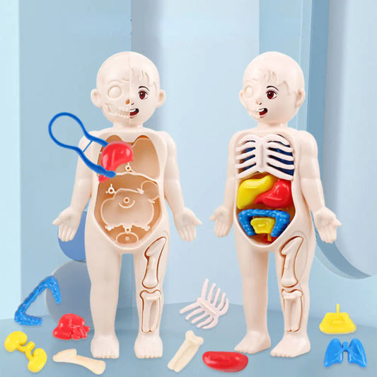 14 Pcs Children DIY Human Organ Model Educational Toy Mmall USA