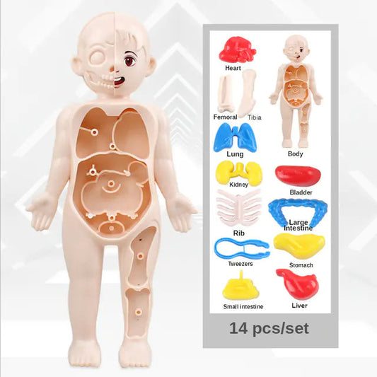 14 Pcs Children DIY Human Organ Model Educational Toy Mmall USA